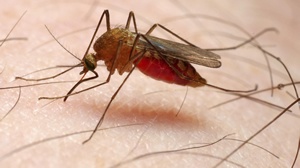 malaria-b